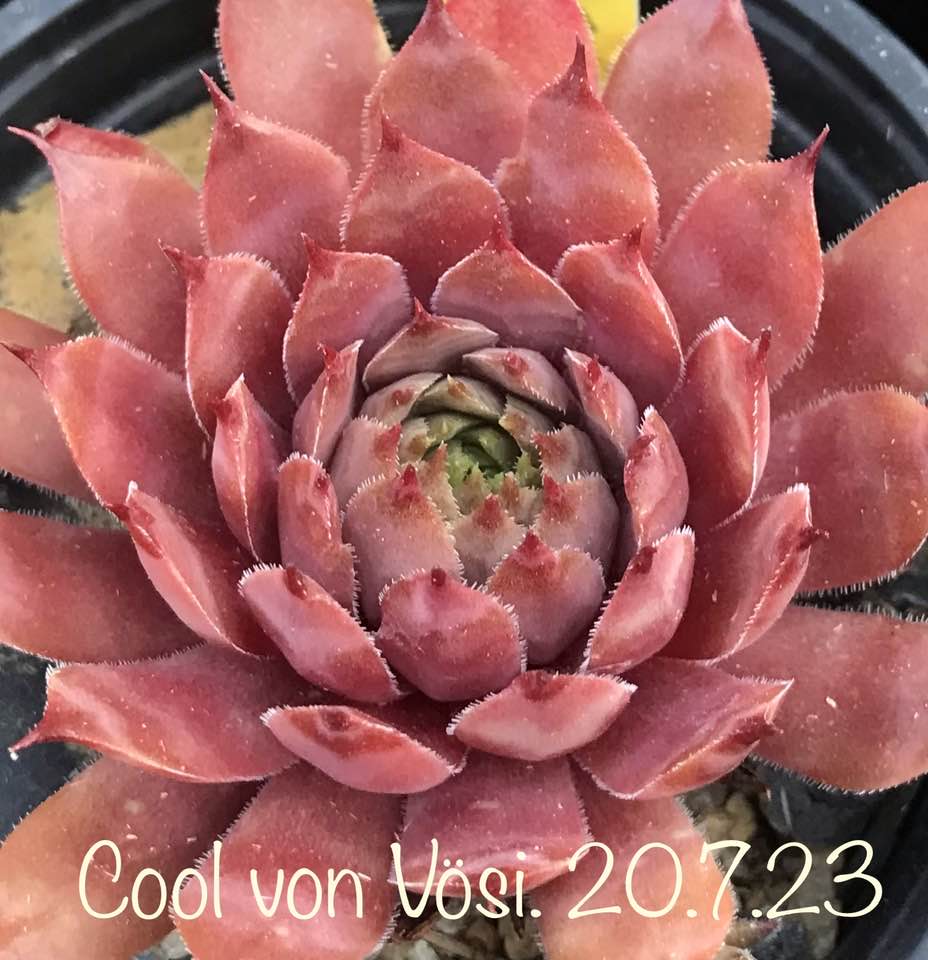Cool von Vösi