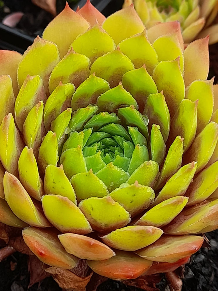 Coral Beauty