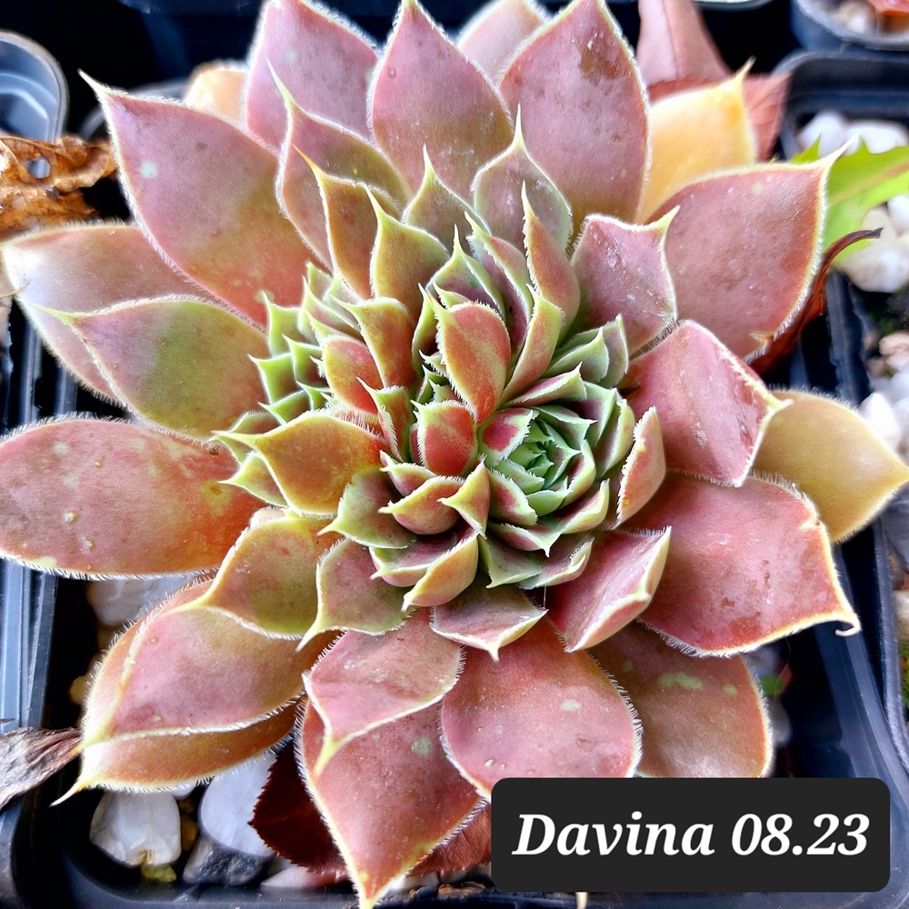 Davina / Jovi