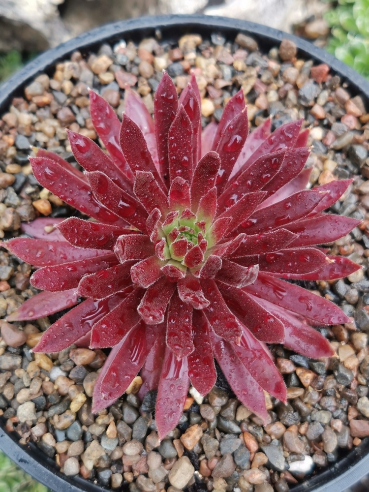 Devils Flame (Netzfund)