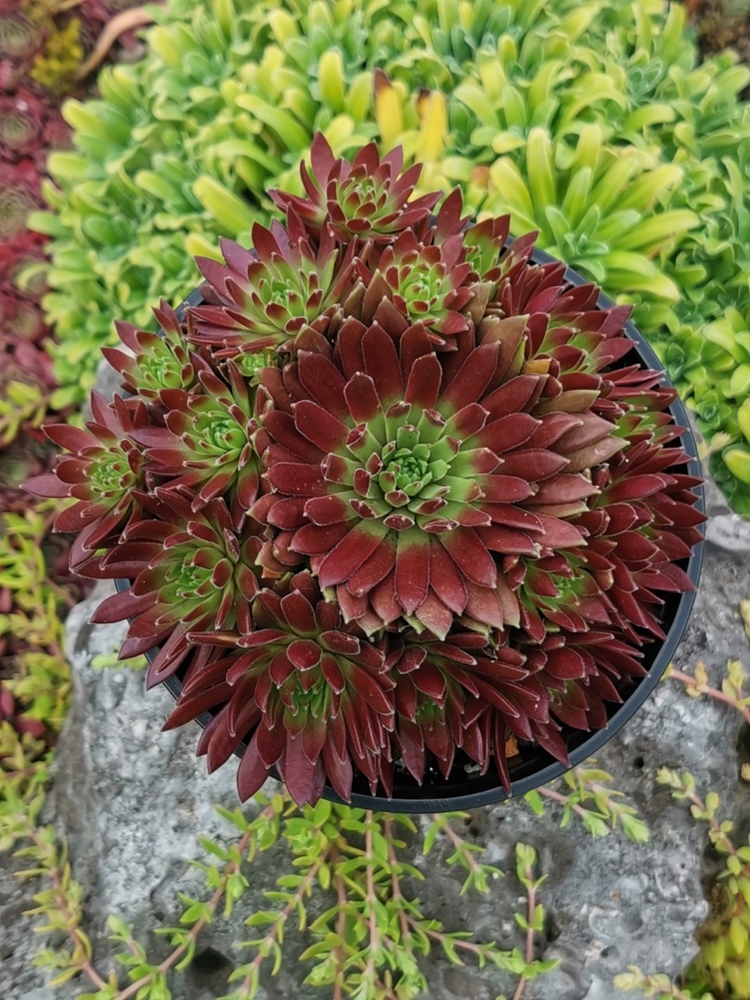 Devils Flame (Netzfund)