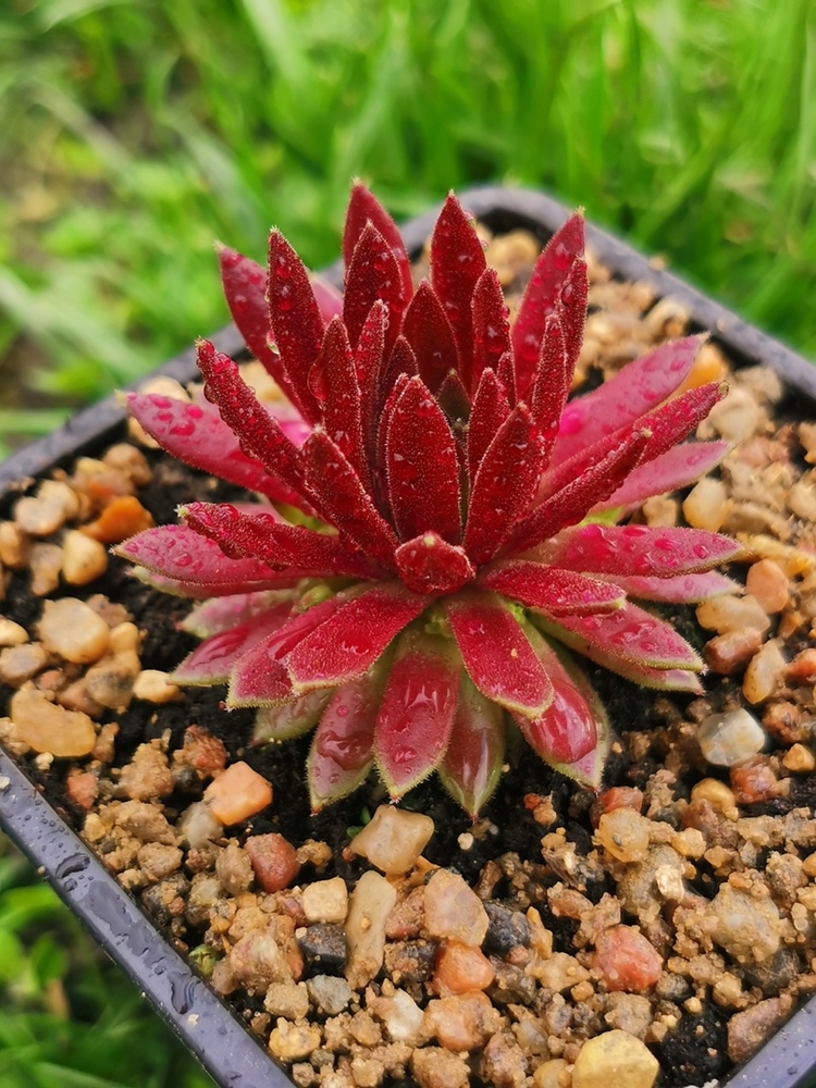 Devils Flame (Netzfund)