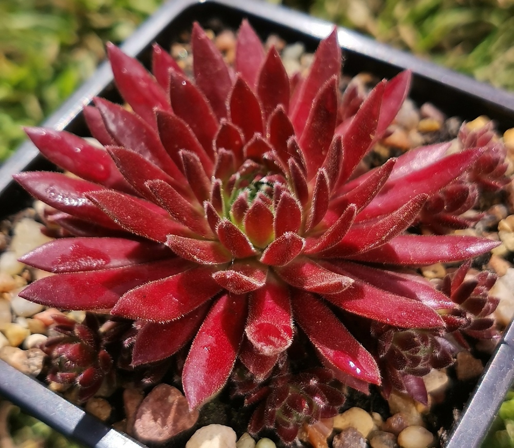 Devils Flame (Netzfund)