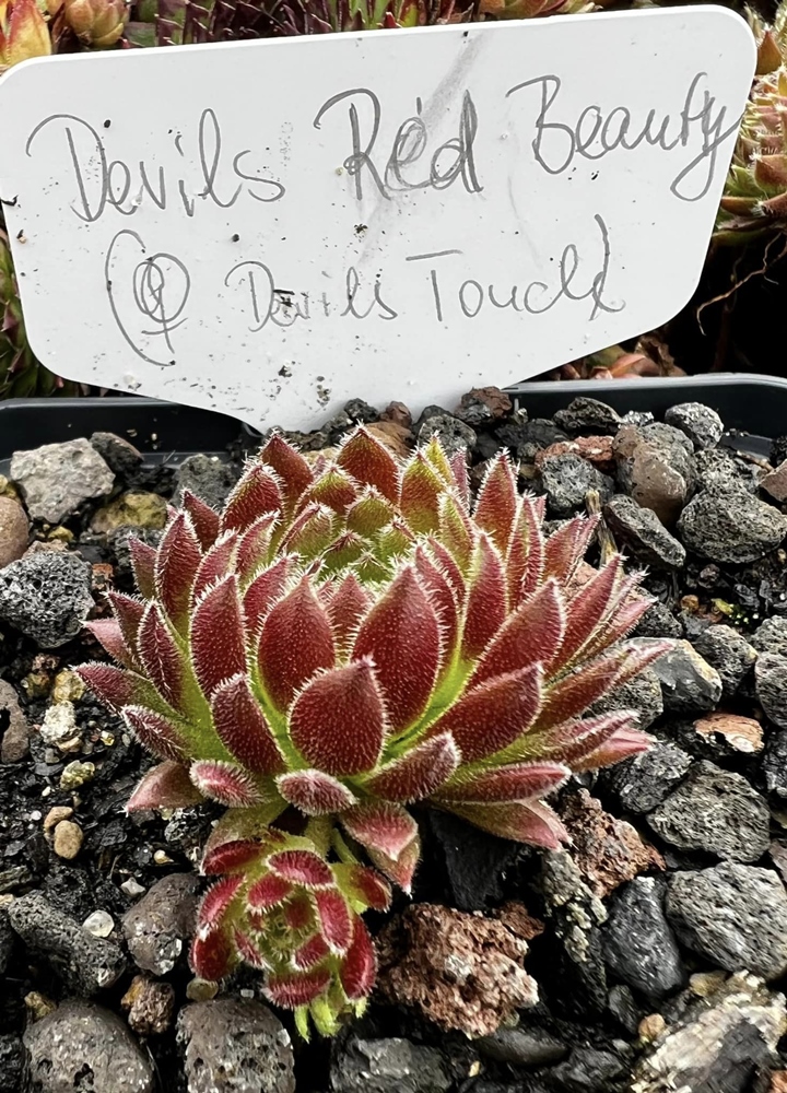Devils Red Beauty (Netzfund)