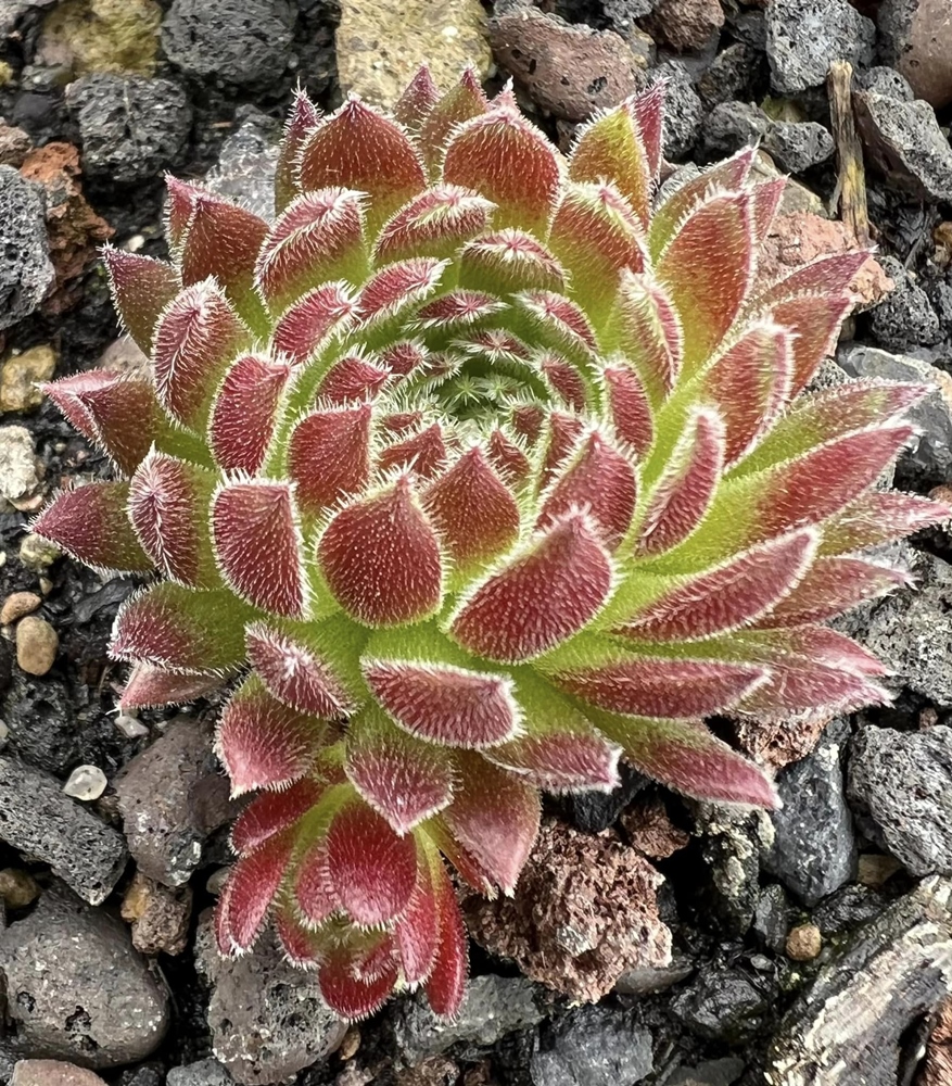 Devils Red Beauty (Netzfund)