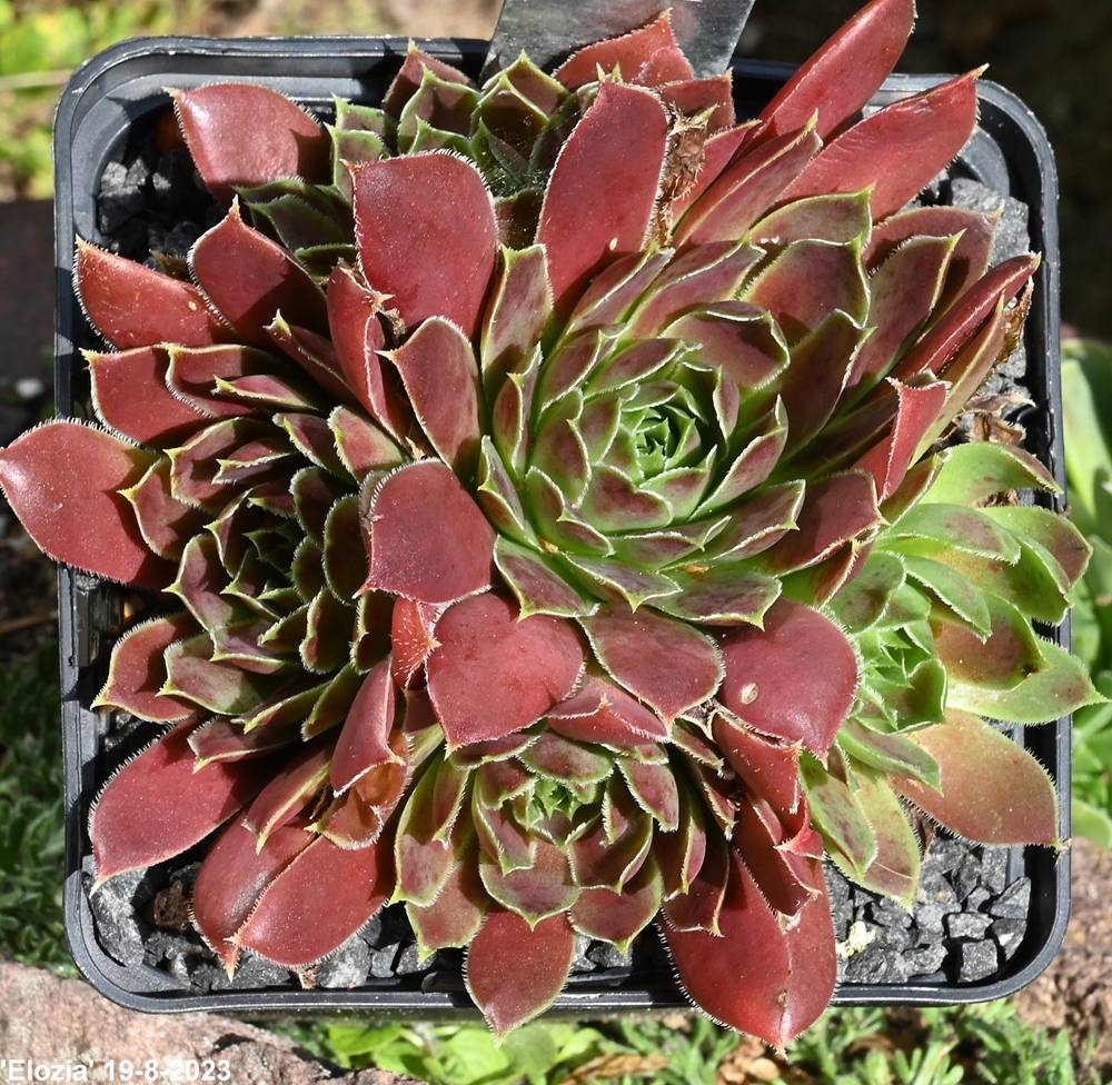 Elozia / Jovi