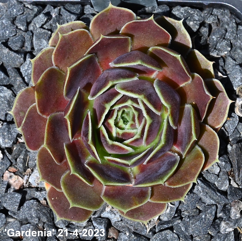 Gardenia / Jovi