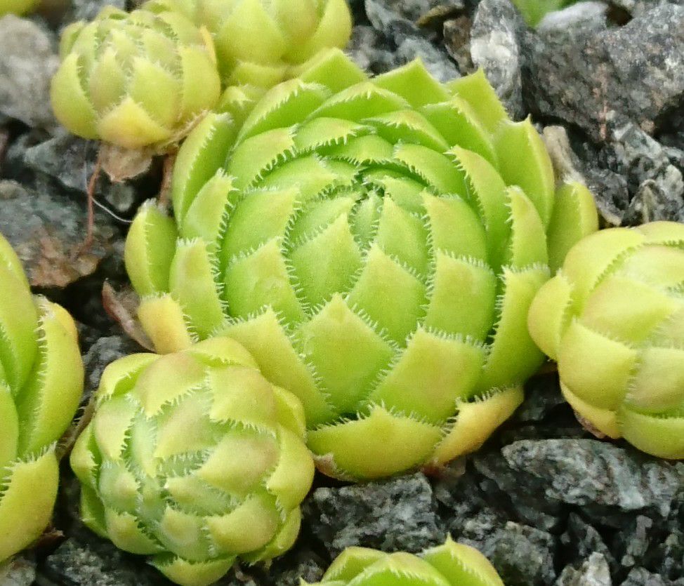 Green Globe