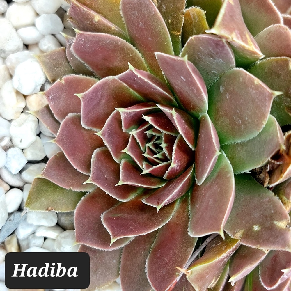 Hadiba / Jovi