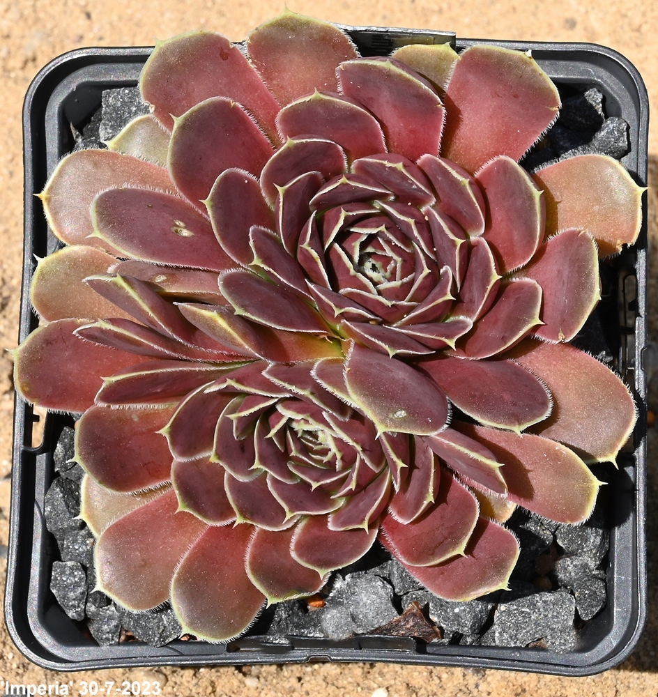 Imperia / Jovi