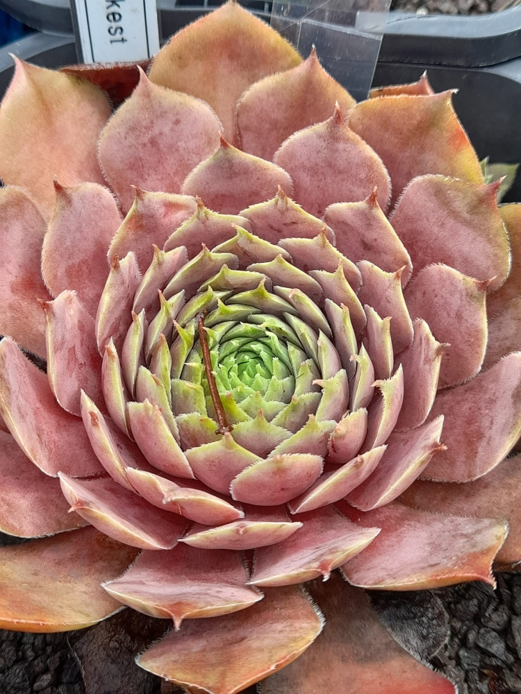 Just Pinkest