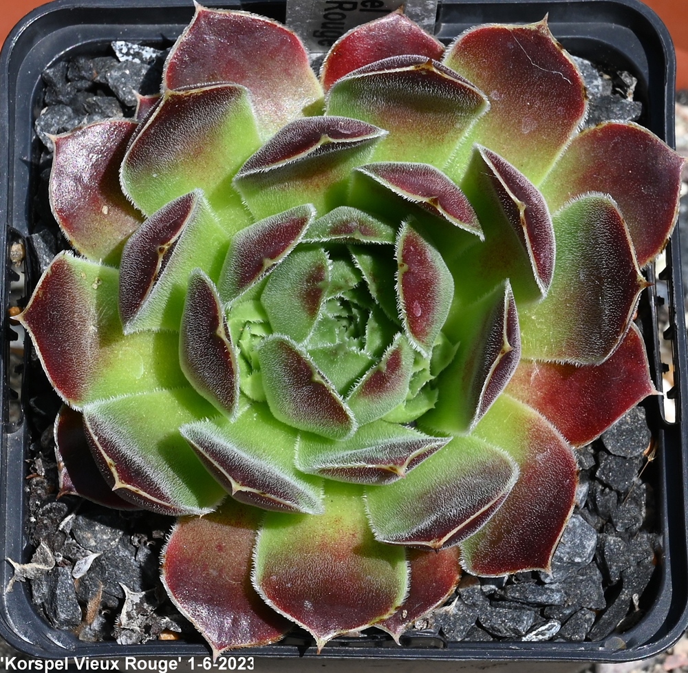 Korspel Vieux Rouge / Jovi