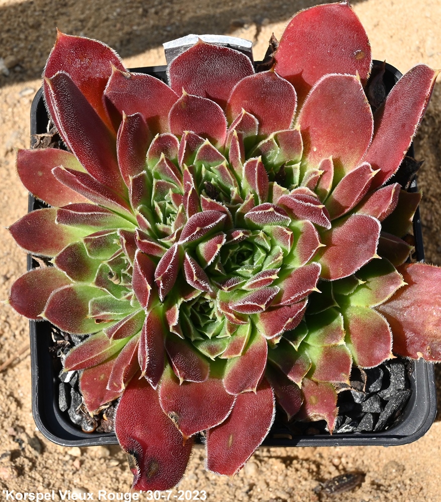Korspel Vieux Rouge / Jovi