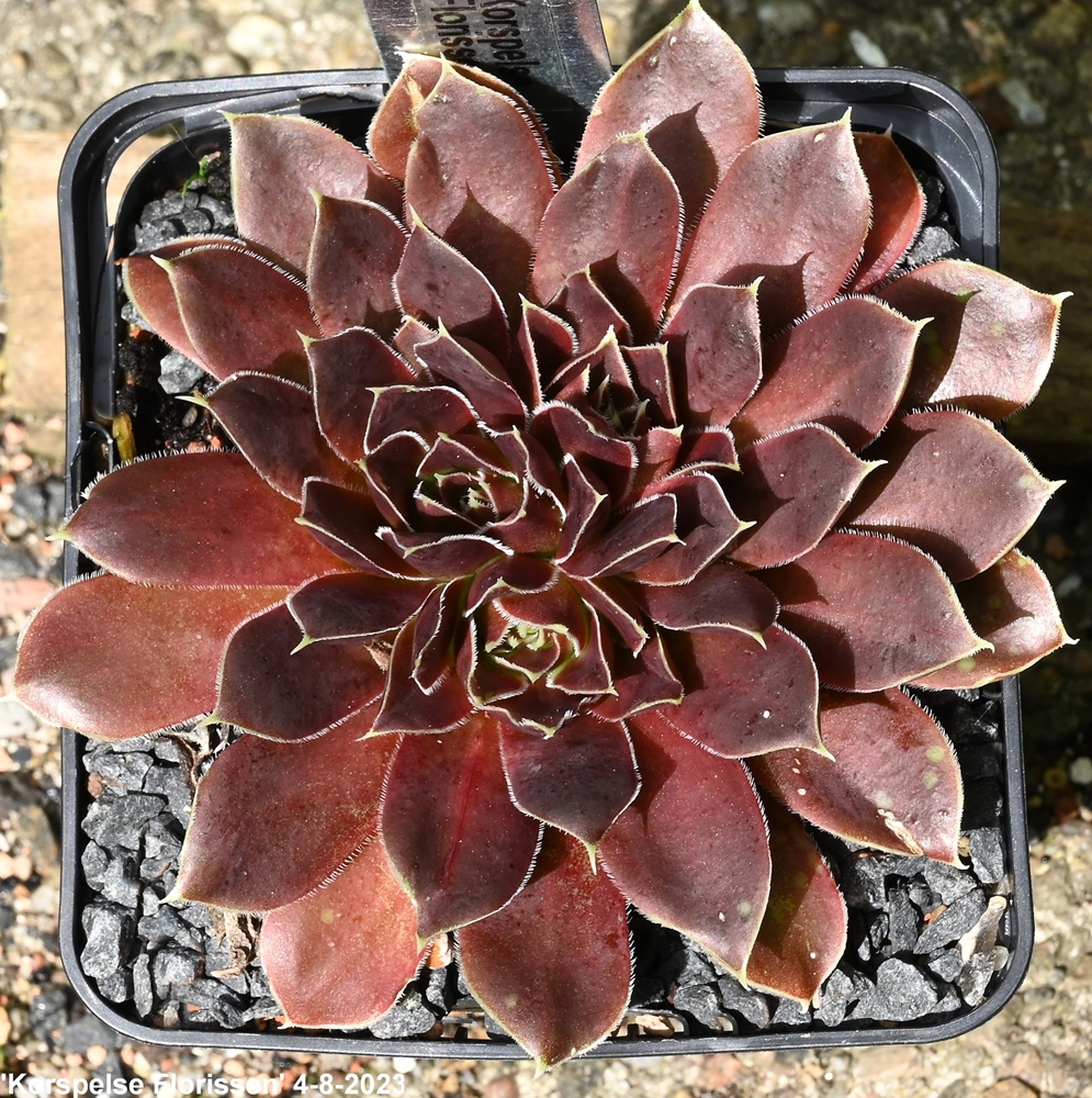 Korspelse Florissen / Jovi