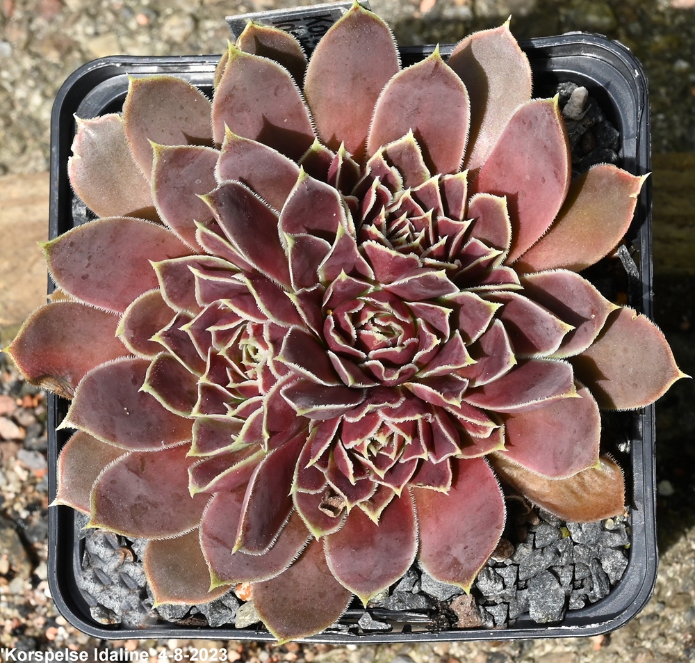 Korspelse Idaline / Jovi