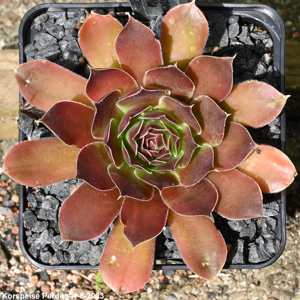 Korspelse Perdita / Jovi