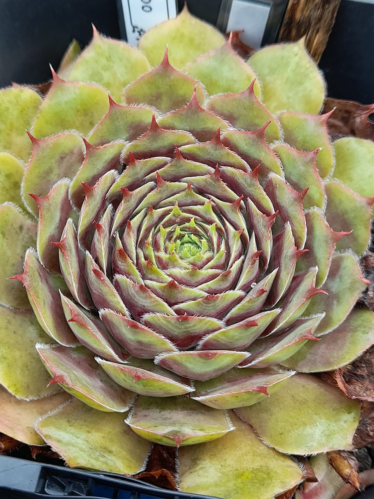 Lilac Sunbo