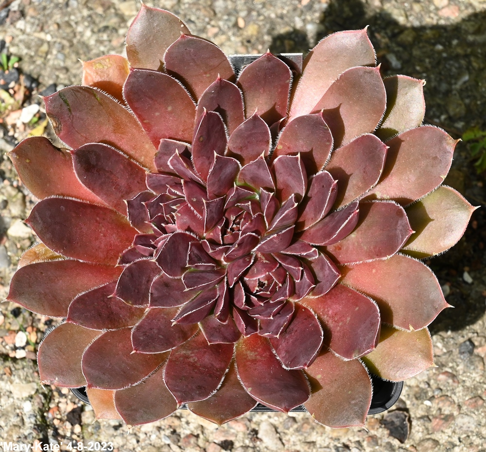 Mary-Kate / Jovi