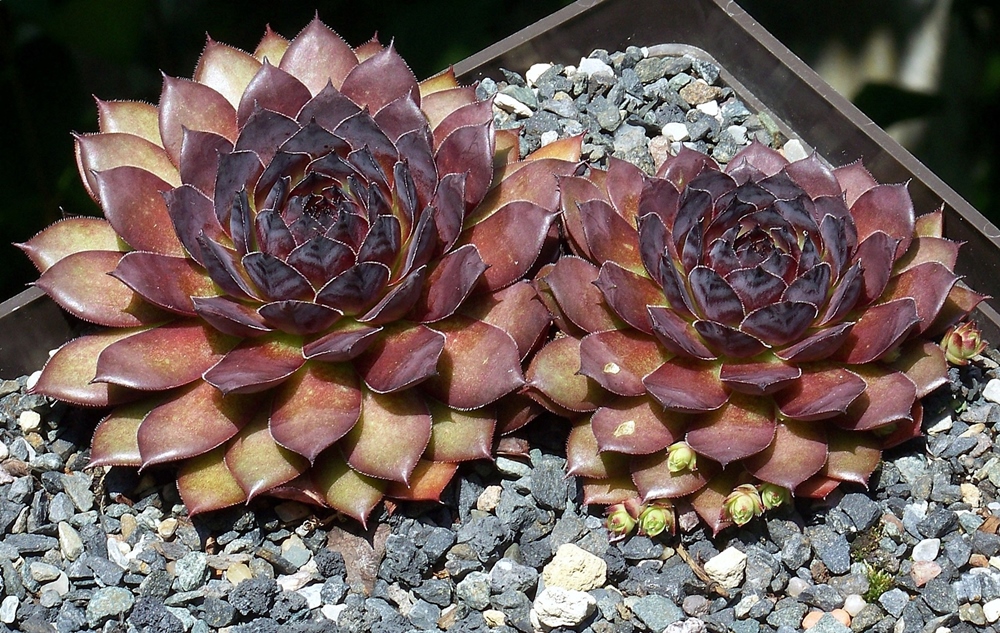 Mephisto (NNG)