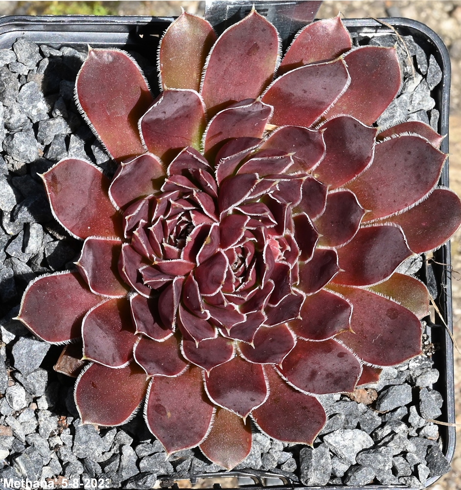 Methana / Jovi