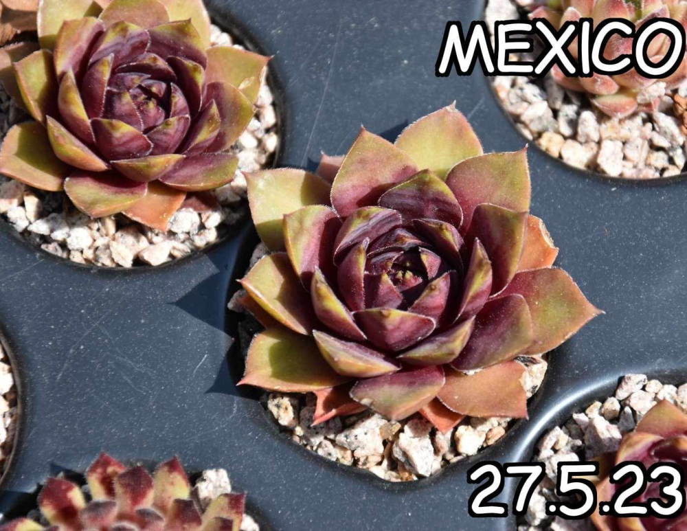 Mexico