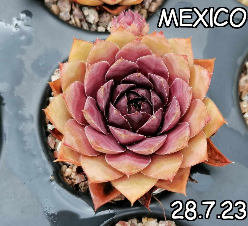 Mexiko