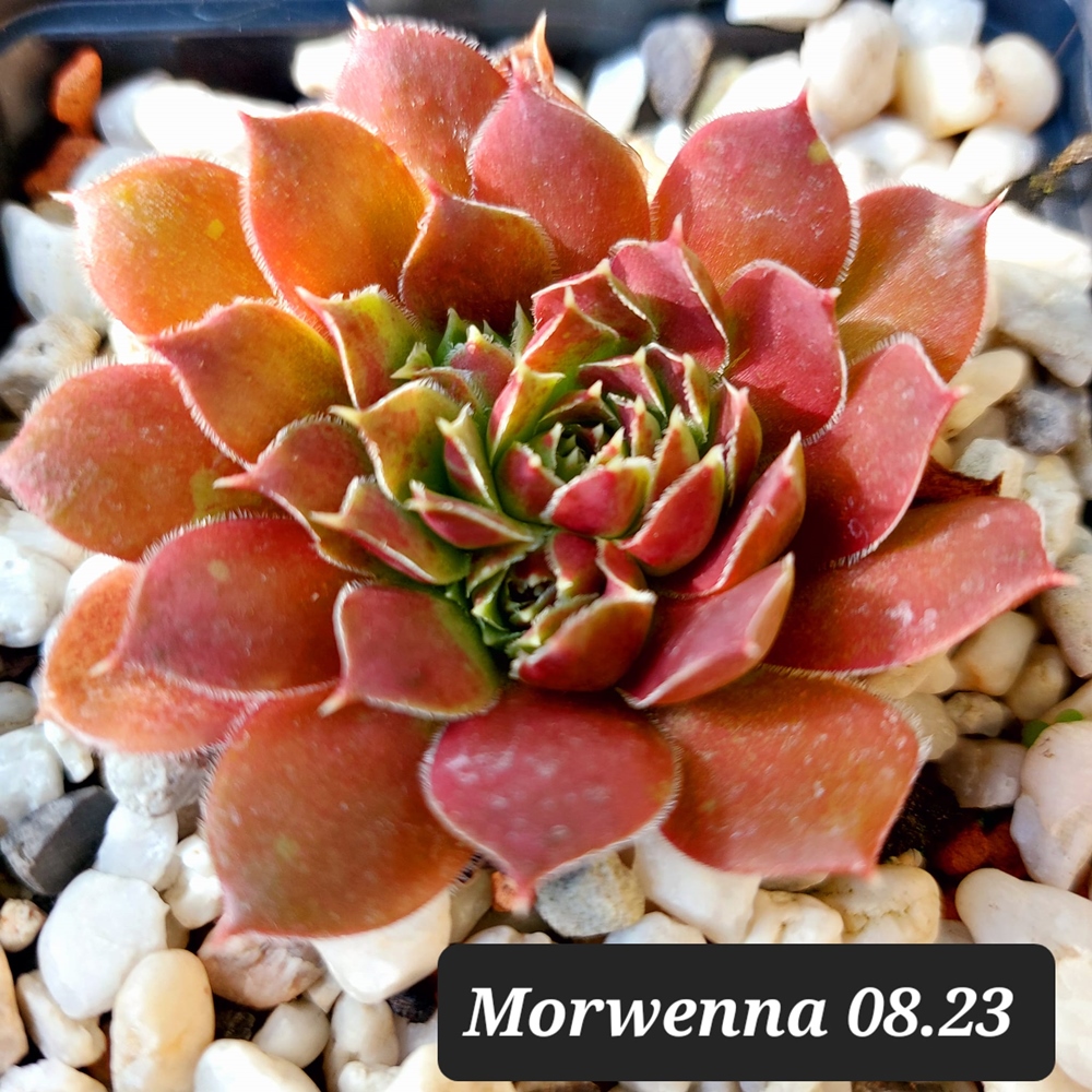 Morwenna / Jovi