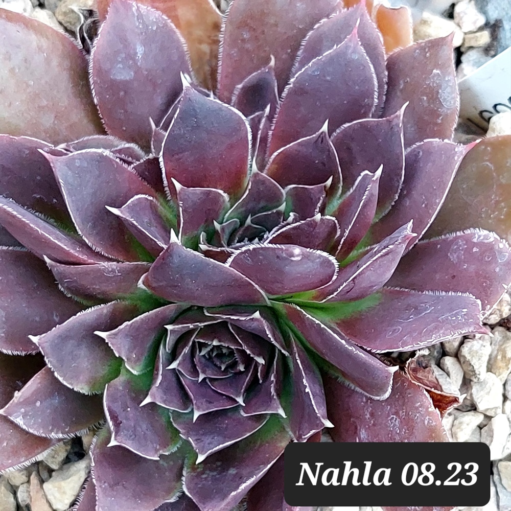 Nahla / Jovi