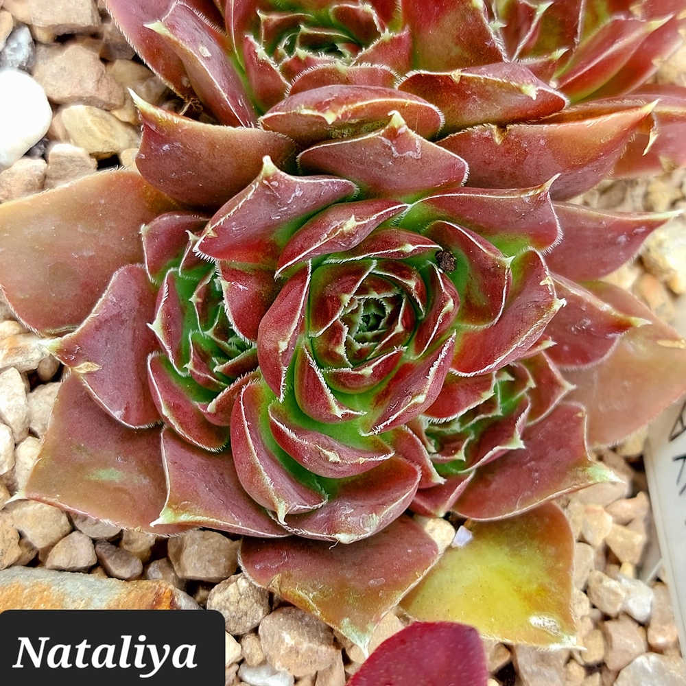 Nataliya / Jovi