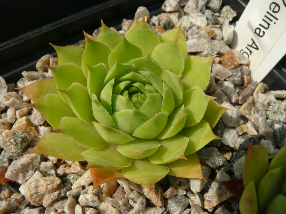 Zelina Argus