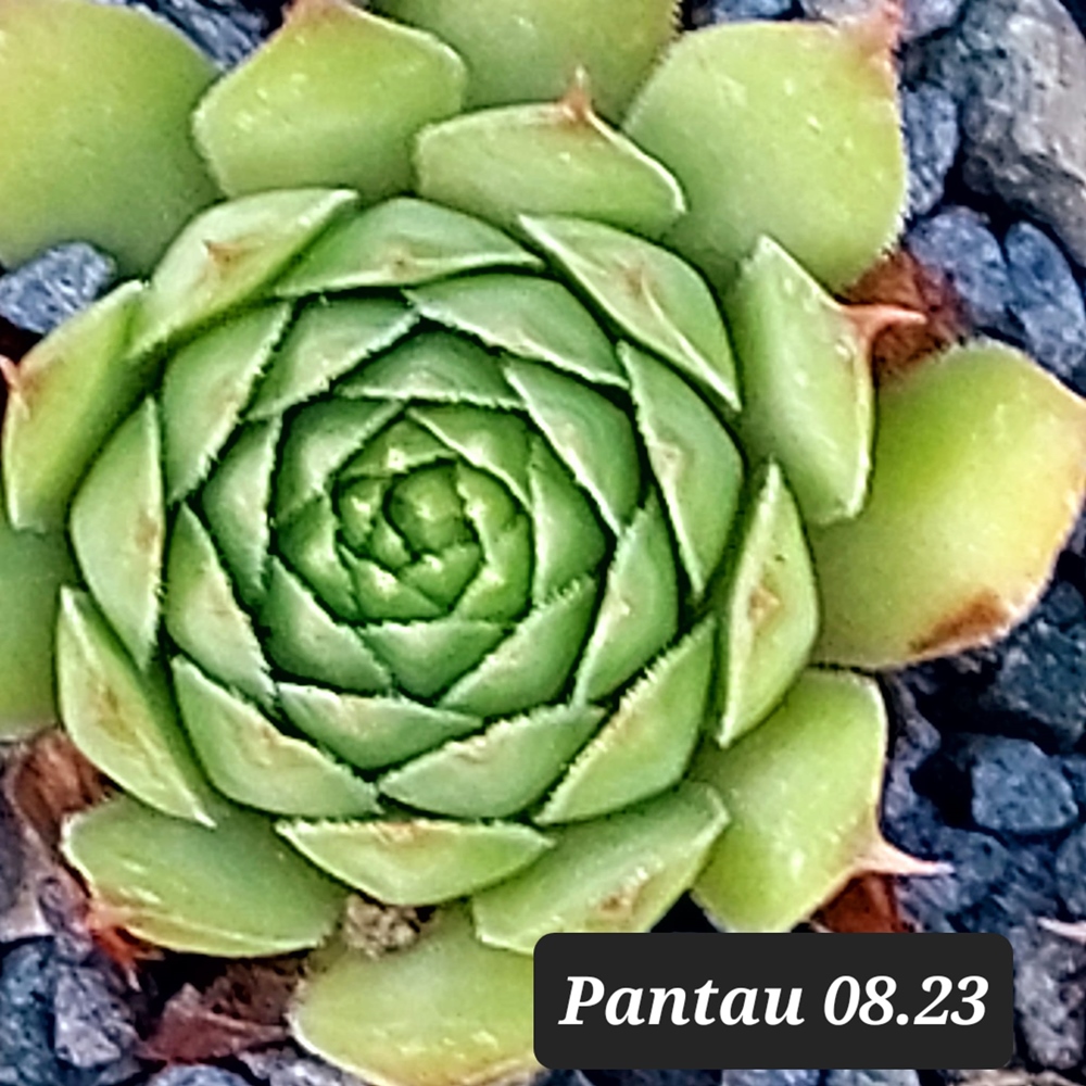 Pantau