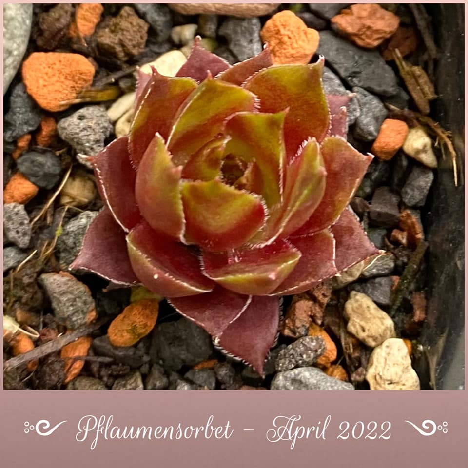 Pflaumensorbet (Netzfund)