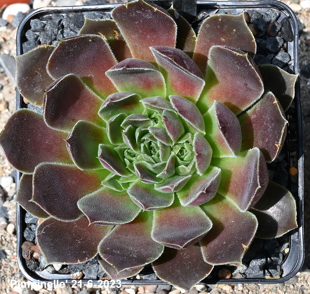 Pimpinelle / Jovi