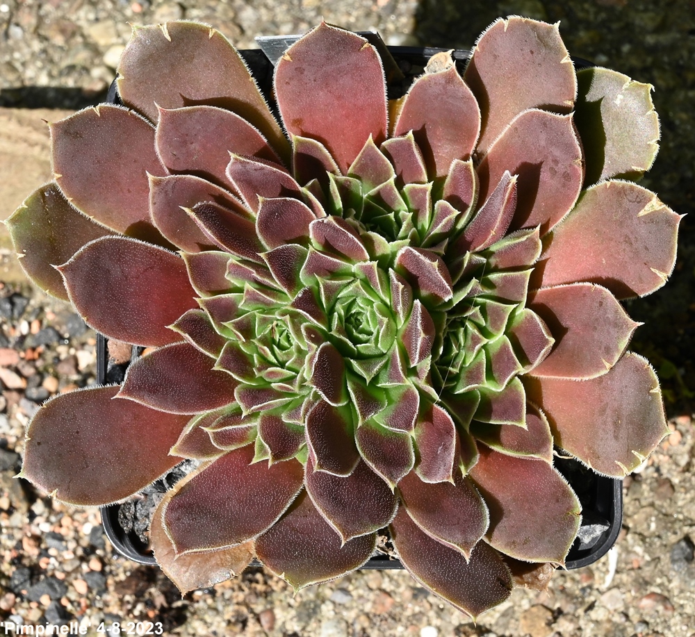 Pimpinelle / Jovi