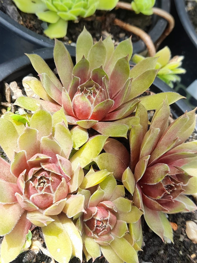 Pretty