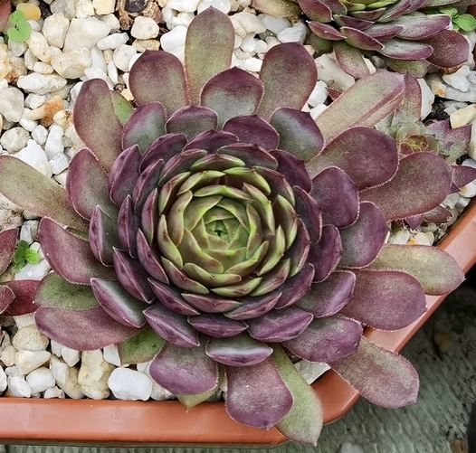 Purple Rockoon (Netzfund)