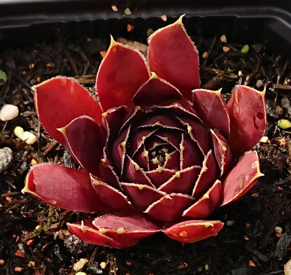 Red Queen