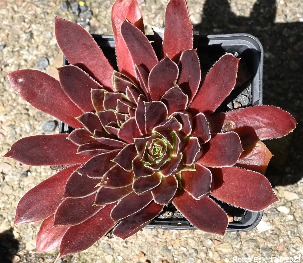 Rotes Eck / Jovi