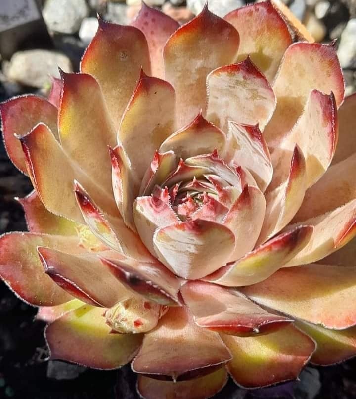 Senorita