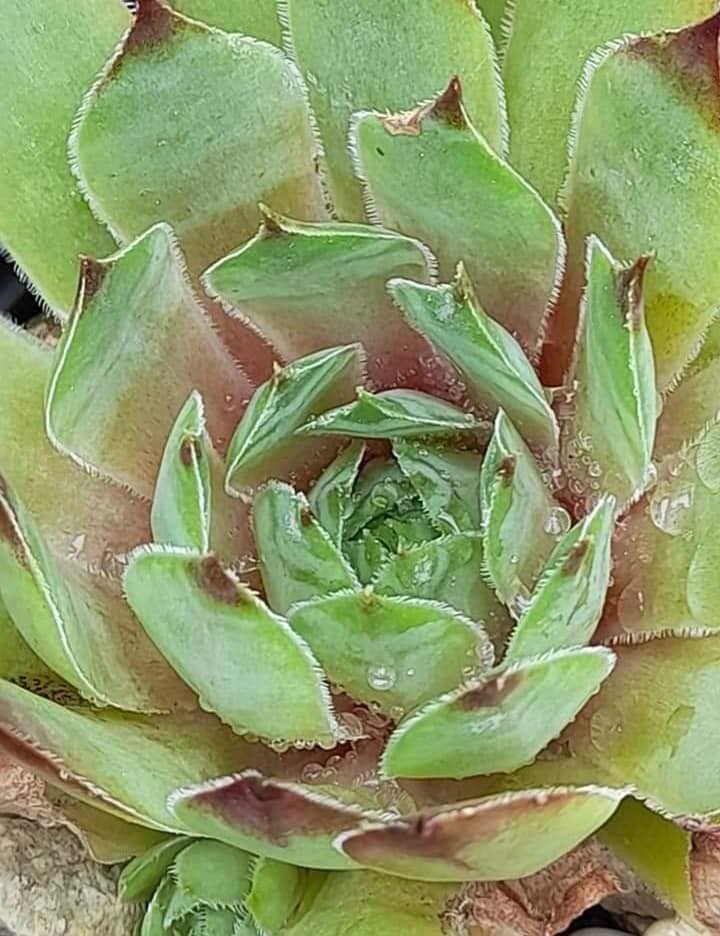 Senorita