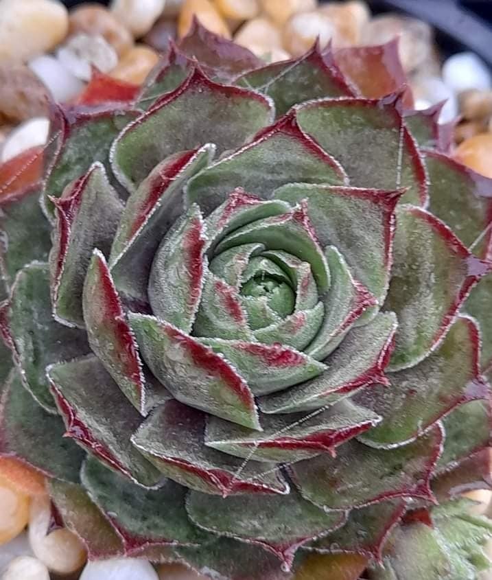 Senorita