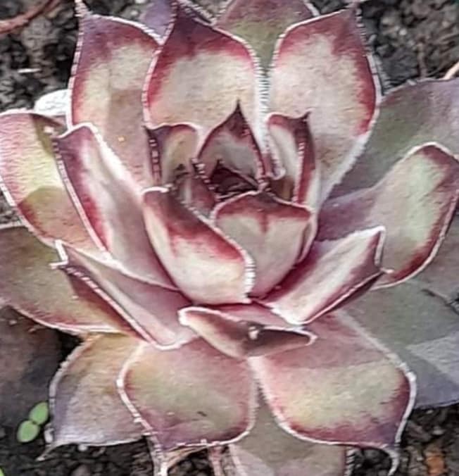Senorita