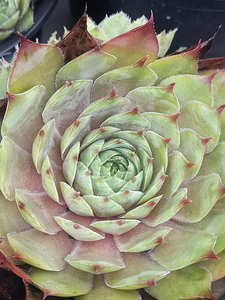 Senorita