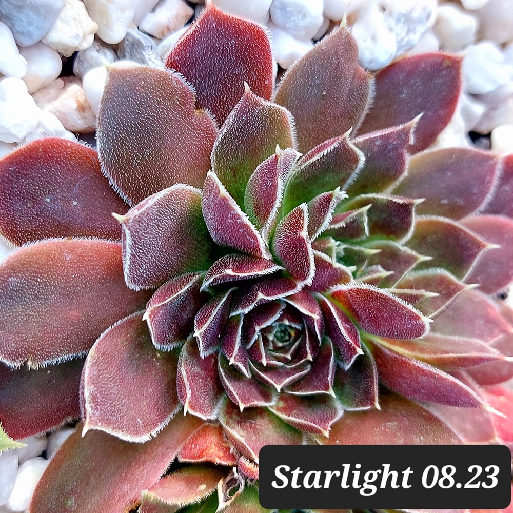 Starlight / Jovi