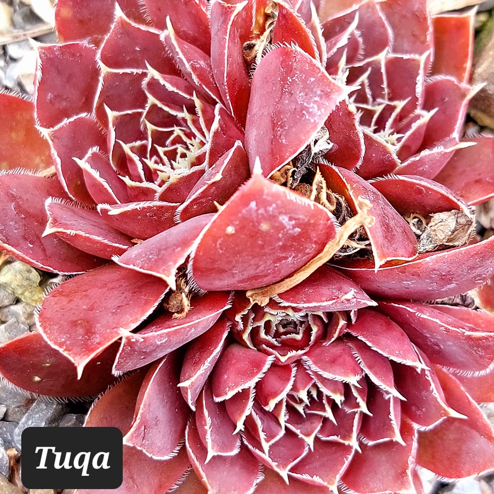 Tuqa / Jovi
