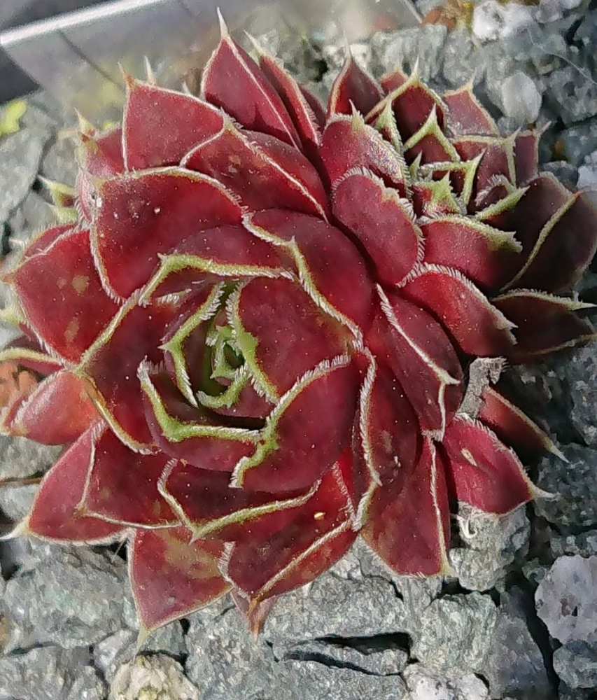 Tuqa