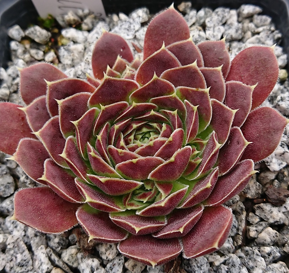 Elliot / Jovi (Netzfund)
