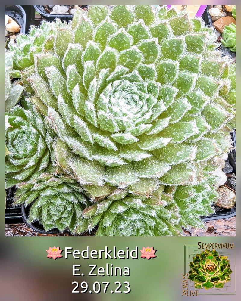 Federkleid (Netzfund)
