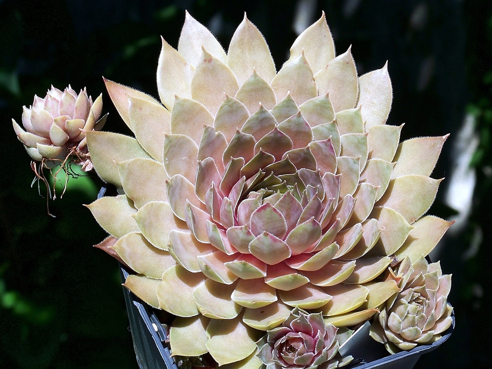 Franz