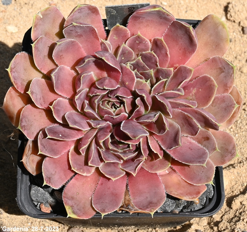 Gardenia / Jovi